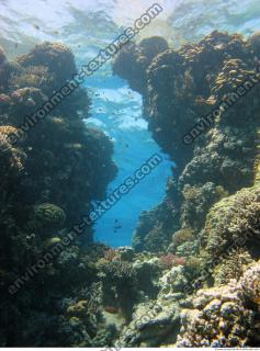 Red Sea Coral 5